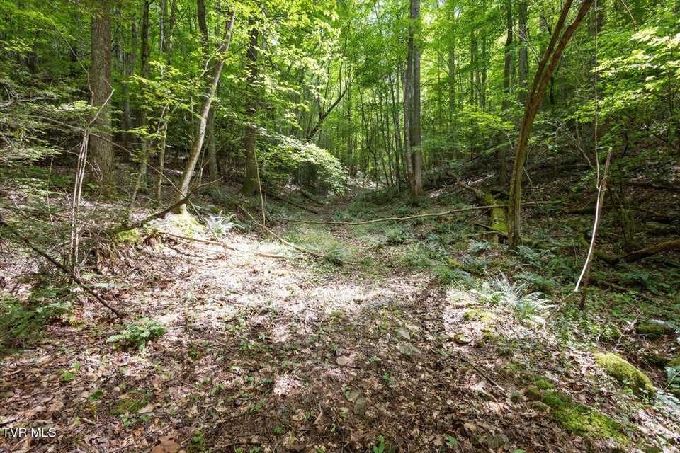 Photo #10: Tbd Rich Hollow Road