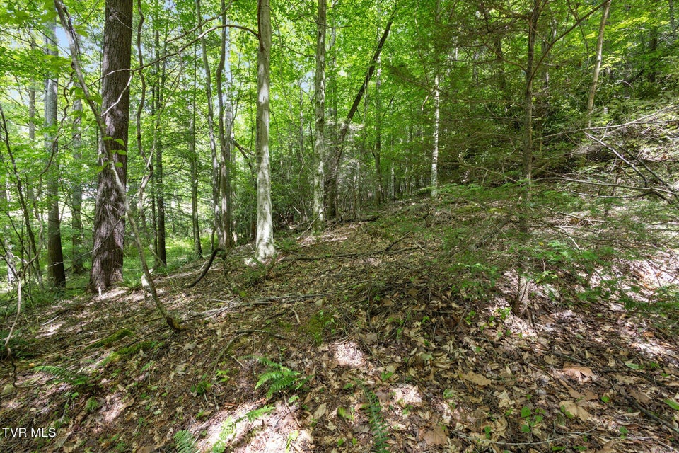 Photo #11: Tbd Rich Hollow Road