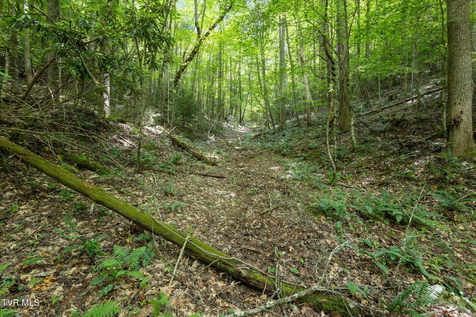 Photo #12: Tbd Rich Hollow Road