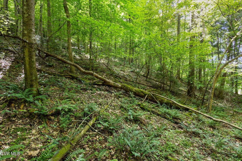 Photo #13: Tbd Rich Hollow Road