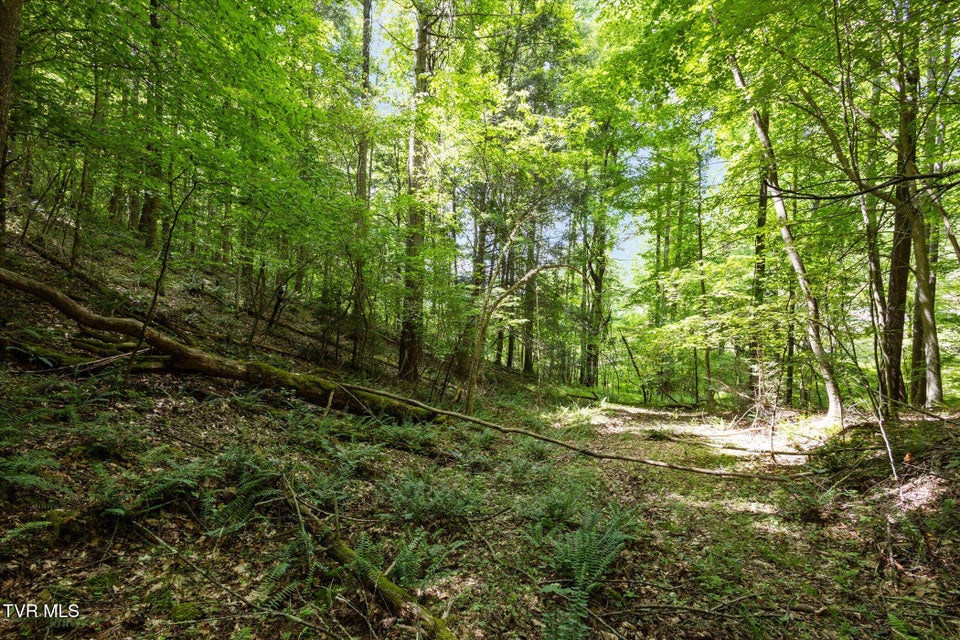Photo #14: Tbd Rich Hollow Road