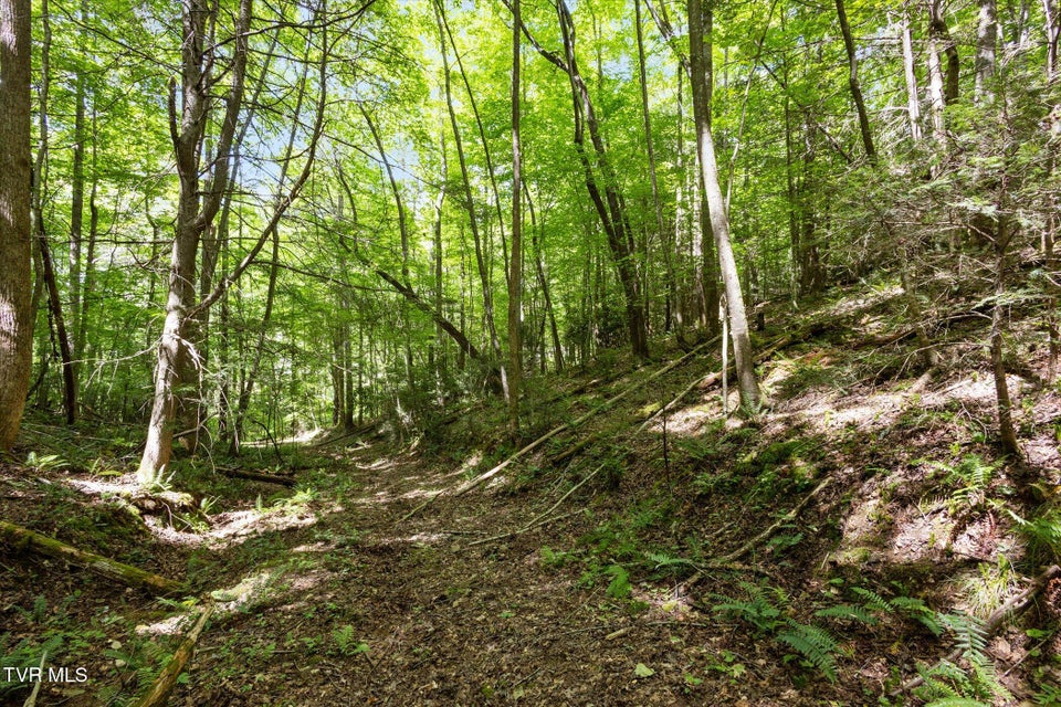 Photo #16: Tbd Rich Hollow Road