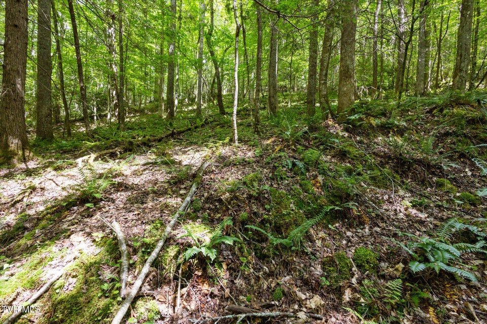 Photo #18: Tbd Rich Hollow Road