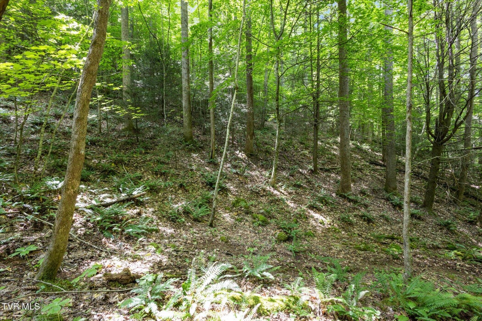 Photo #19: Tbd Rich Hollow Road
