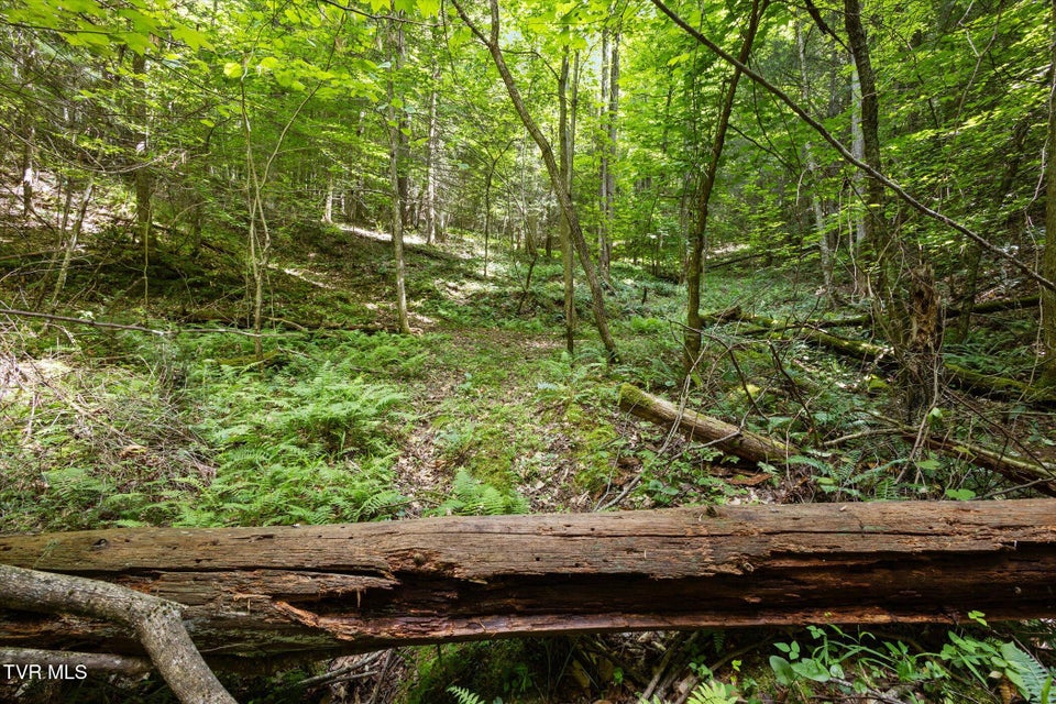 Photo #20: Tbd Rich Hollow Road
