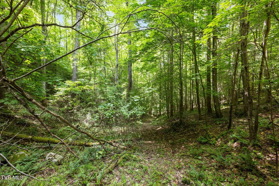 Photo #22: Tbd Rich Hollow Road
