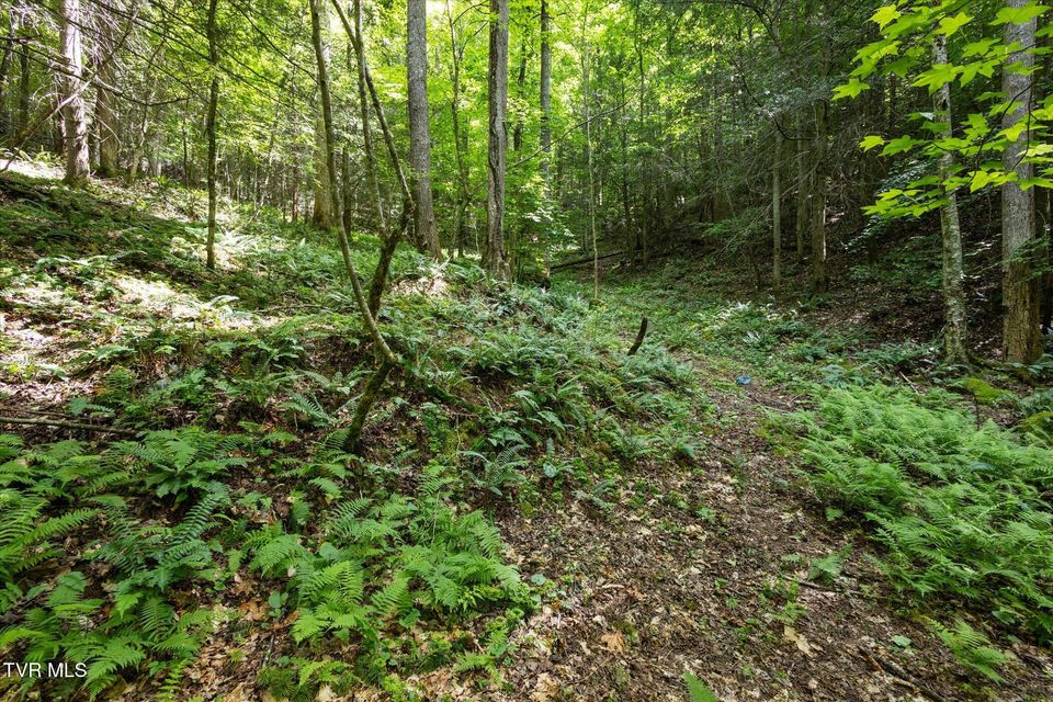Photo #23: Tbd Rich Hollow Road
