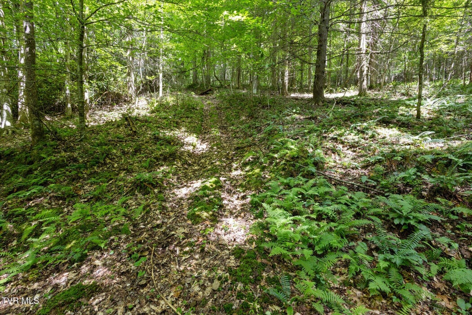 Photo #24: Tbd Rich Hollow Road