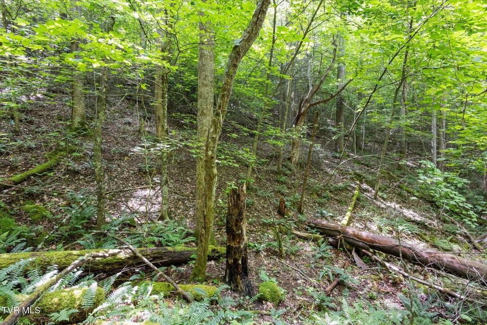Photo #26: Tbd Rich Hollow Road
