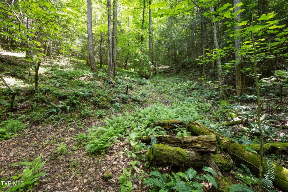 Photo #27: Tbd Rich Hollow Road