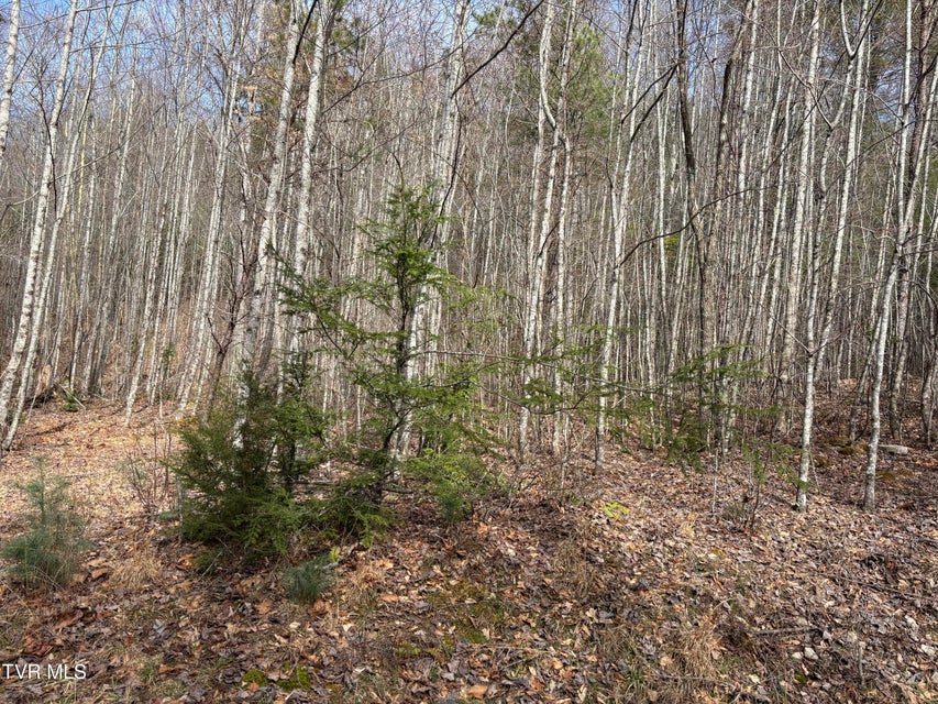 Photo #7: 36b Of Roan Creek Road