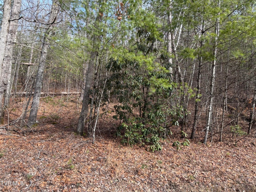 Photo #8: 36b Of Roan Creek Road