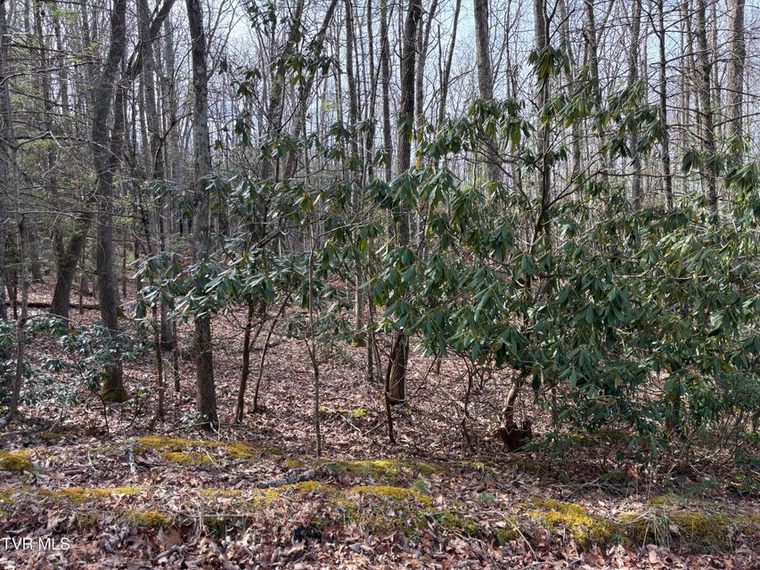 Photo #10: 36b Of Roan Creek Road