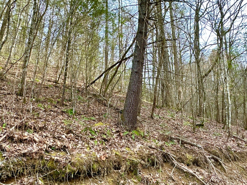 Photo #7: Lot 12 Clydesdale Way