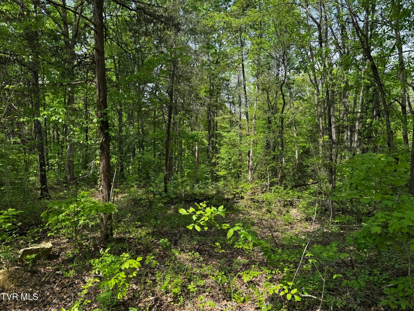 Photo #4: 5.23 Ac Dogwalk Road