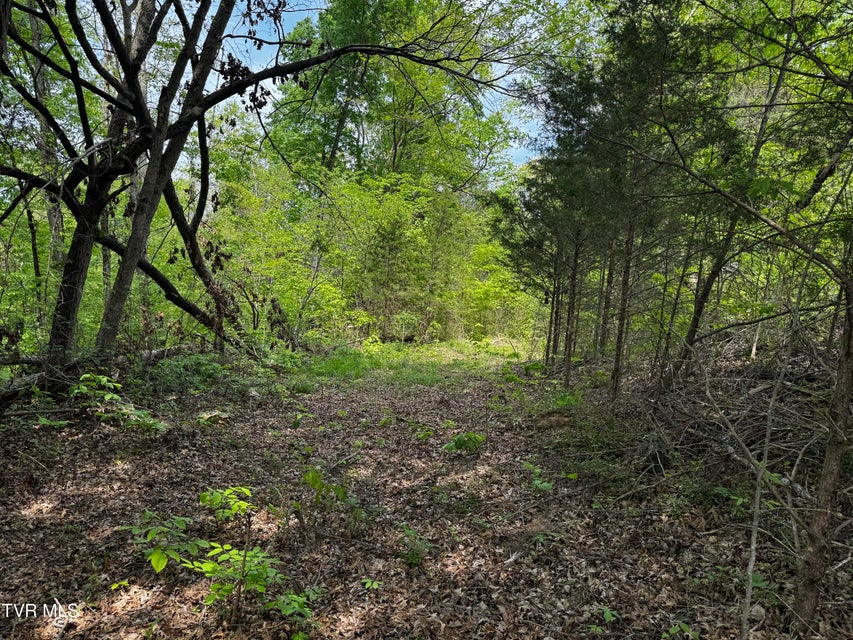 Photo #3: 5.23 Ac Dogwalk Road
