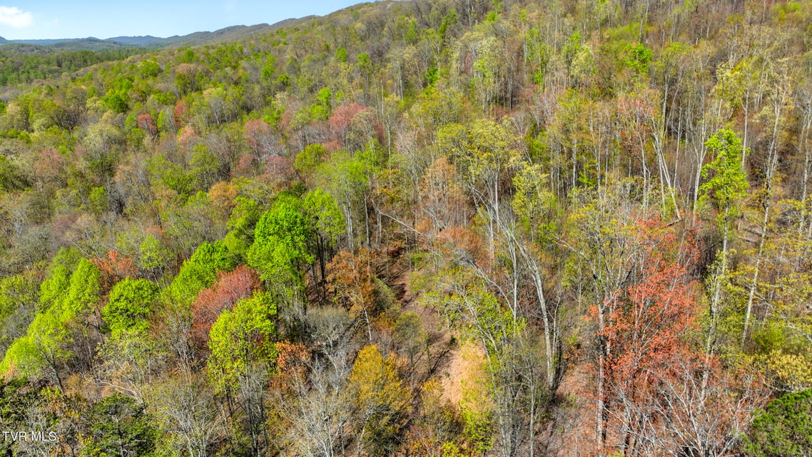 Photo #6: Tba Black Locust Road
