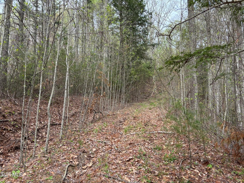 Photo #5: 00 Joe Wallace Road