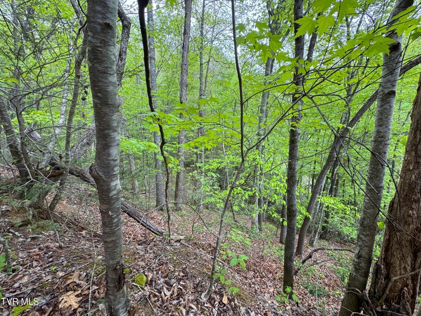 Photo #6: 376 Summer House Hollow Road