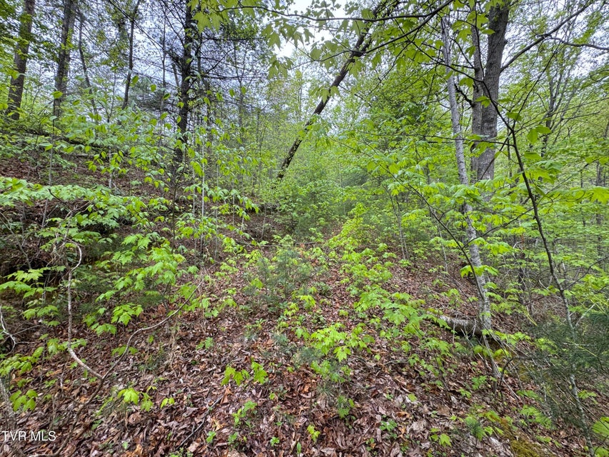 Photo #9: 376 Summer House Hollow Road