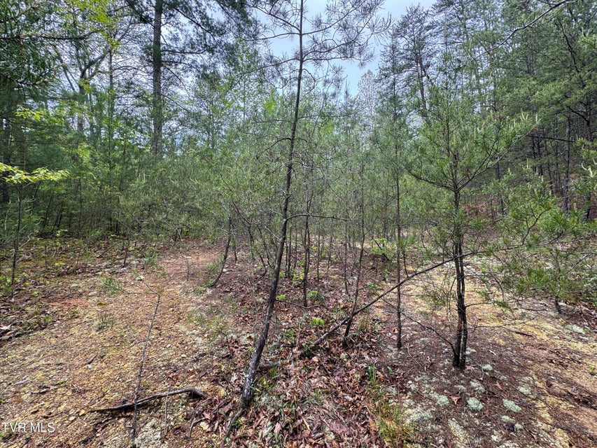 Photo #10: 376 Summer House Hollow Road
