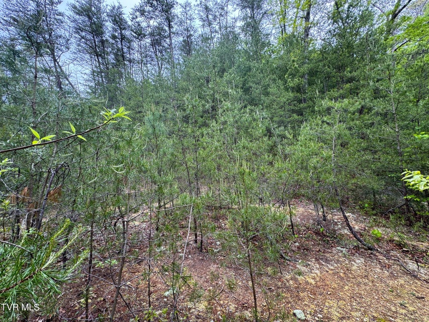 Photo #11: 376 Summer House Hollow Road