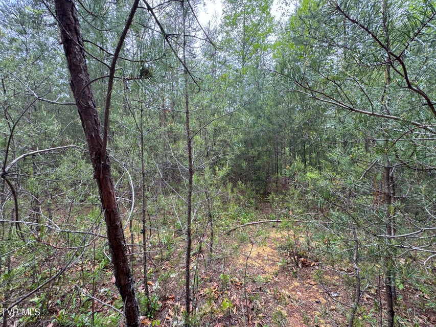 Photo #13: 376 Summer House Hollow Road