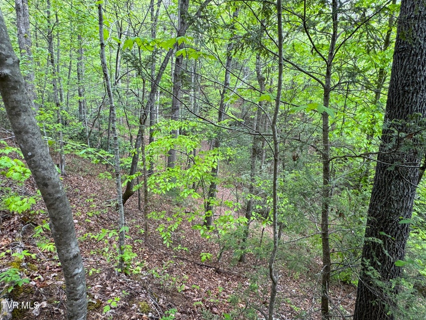 Photo #15: 376 Summer House Hollow Road