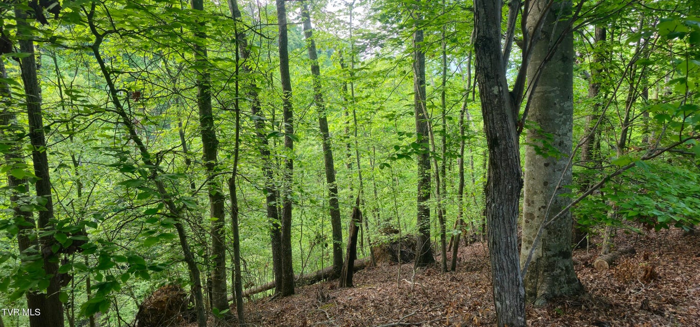 Photo #3: 1445 Echota Lane