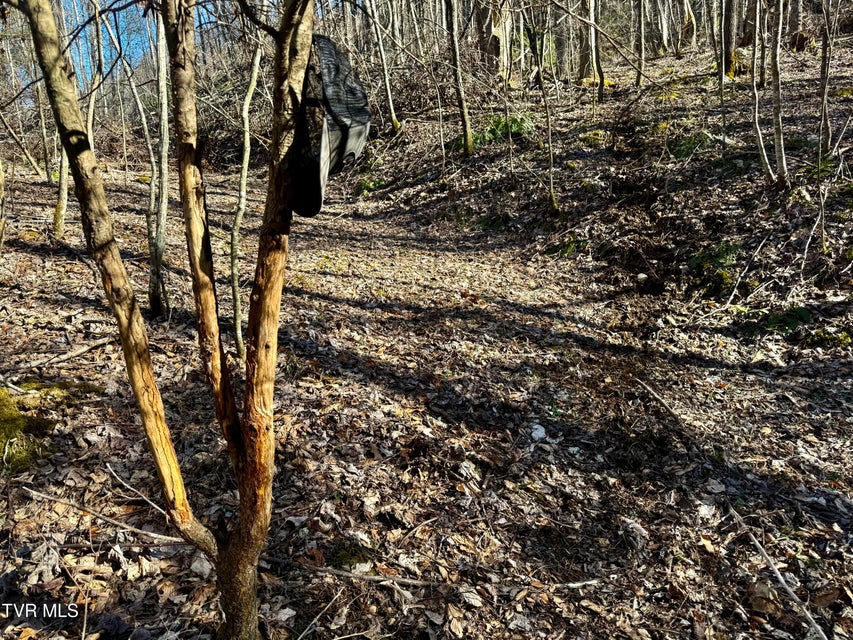 Photo #4: 207/Ac Tbd Highway 421