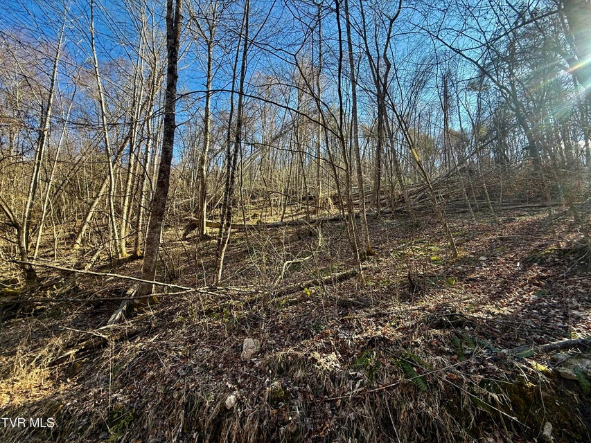 Photo #12: 207/Ac Tbd Highway 421