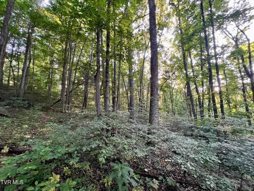 Photo #23: 207/Ac Tbd Highway 421