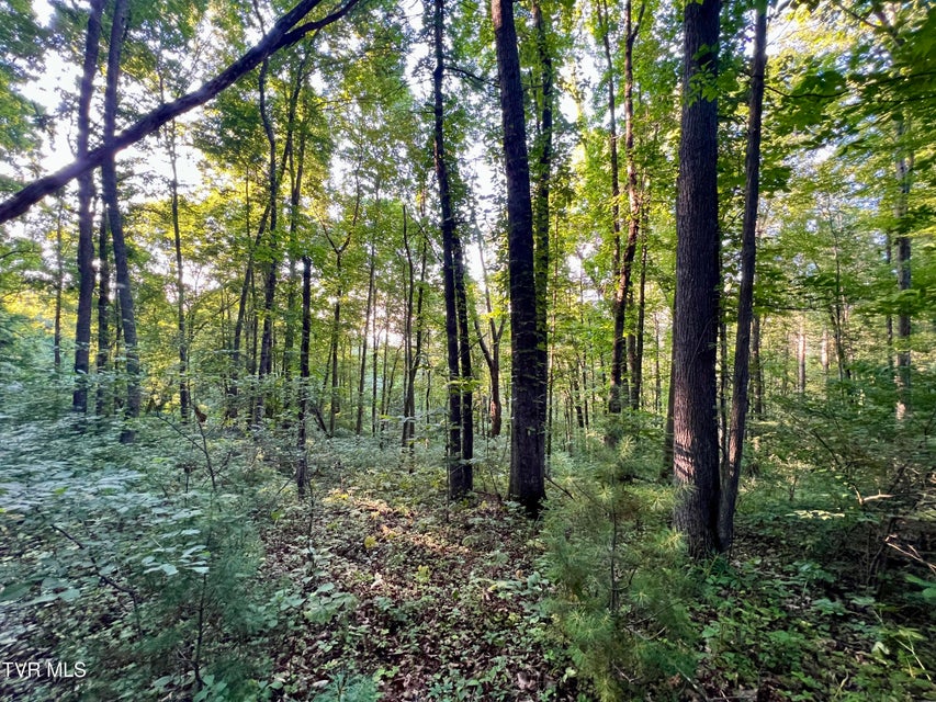 Photo #24: 207/Ac Tbd Highway 421