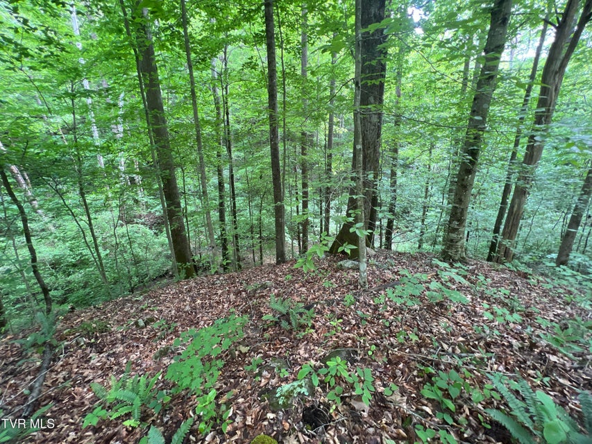 Photo #19: Lot 1 Caney Creek Lane