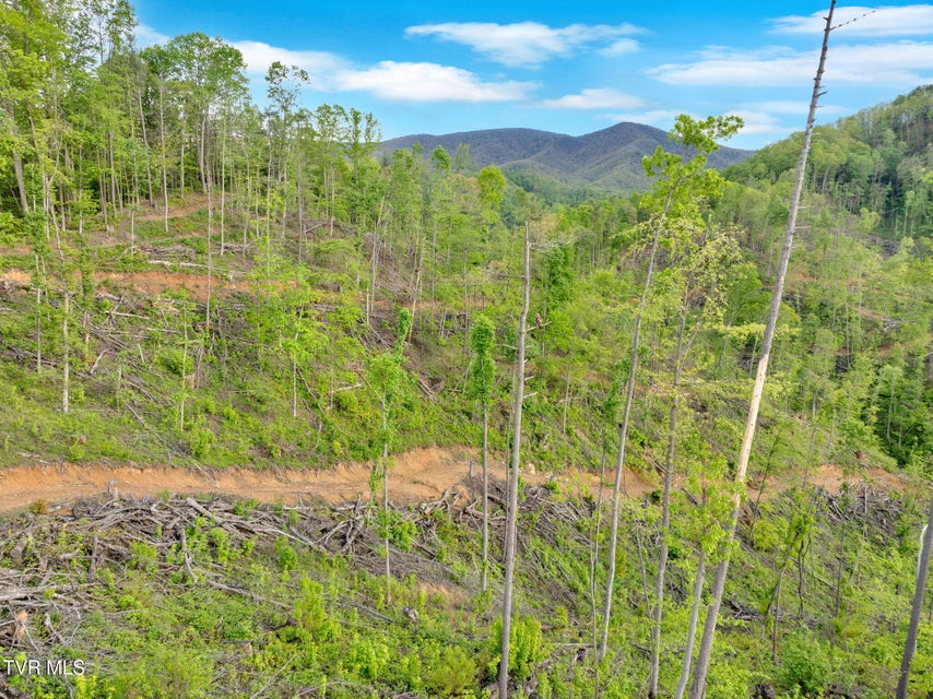 Photo #2: 59.8 Acres Willis Cove Road