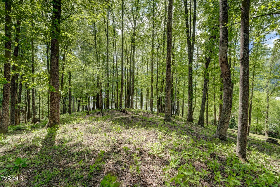 Photo #25: Tbd Big Oak Drive