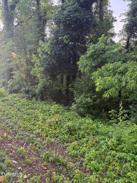 Photo #4: Lot 15 Ashley Street