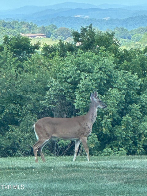 Photo #14: 106r Ridgetop Drive
