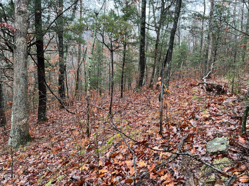 Photo #14: 1875 Dyer Hollow Road