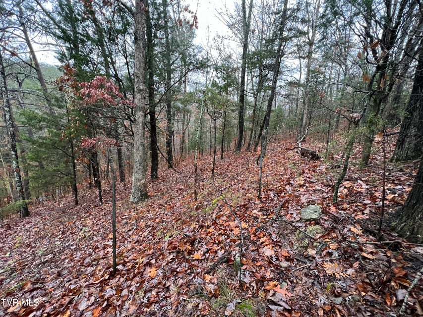 Photo #15: 1875 Dyer Hollow Road