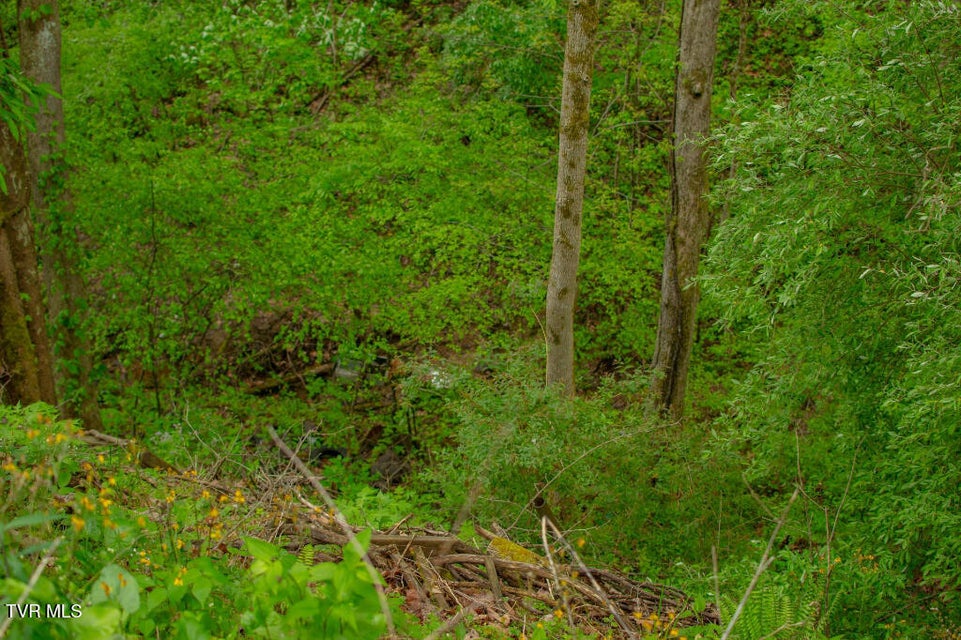 Photo #2: 0 Horse Branch Road