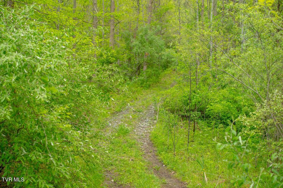 Photo #3: 0 Horse Branch Road