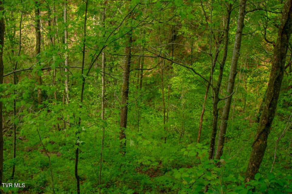 Photo #6: 0 Horse Branch Road