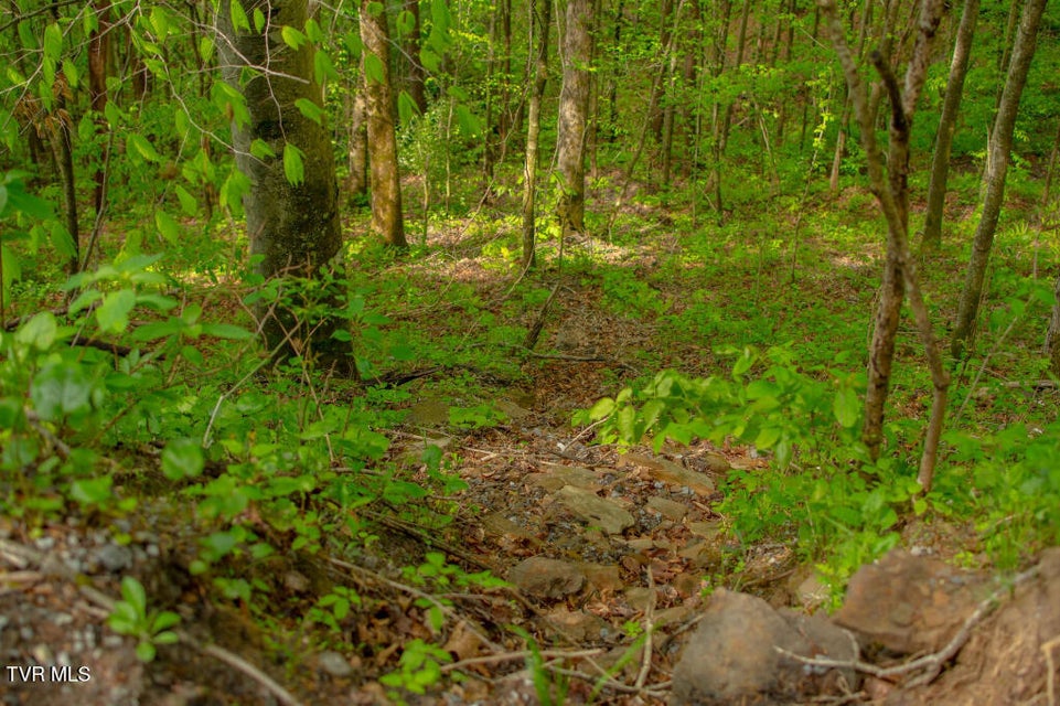 Photo #8: 0 Horse Branch Road