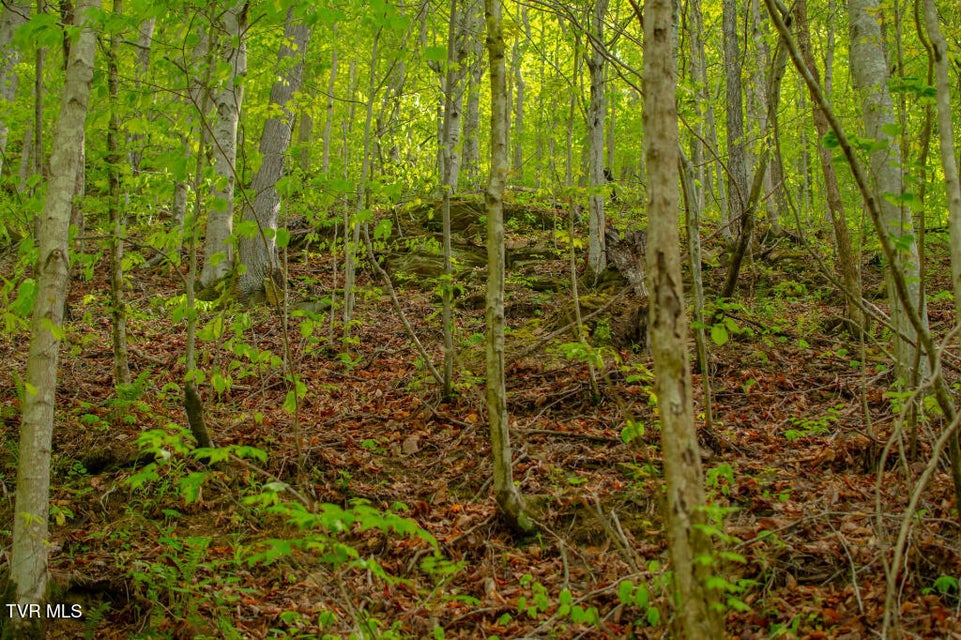 Photo #9: 0 Horse Branch Road