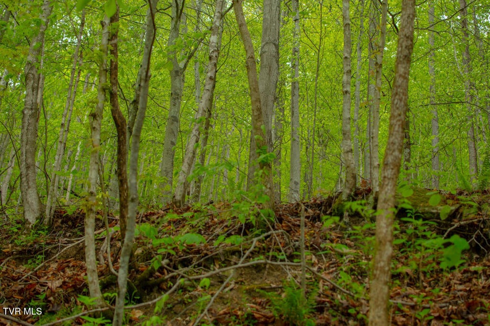 Photo #10: 0 Horse Branch Road