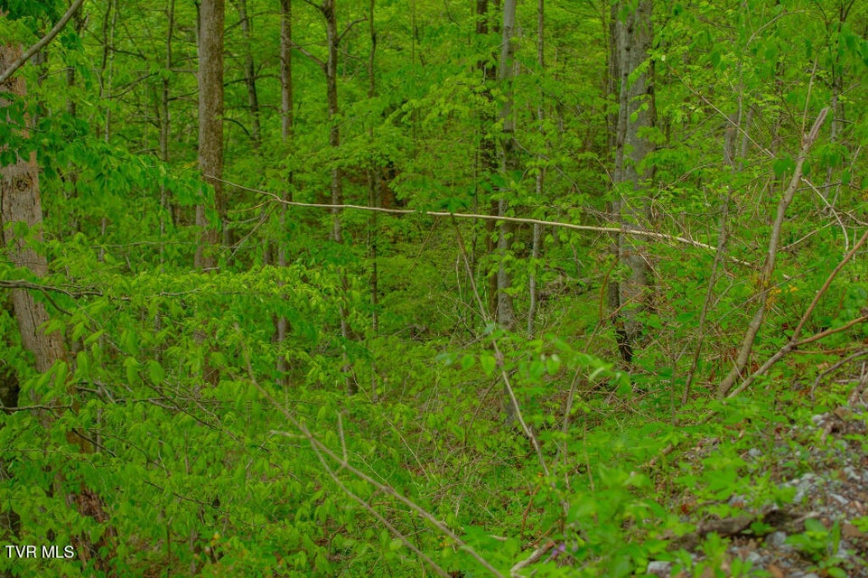 Photo #12: 0 Horse Branch Road