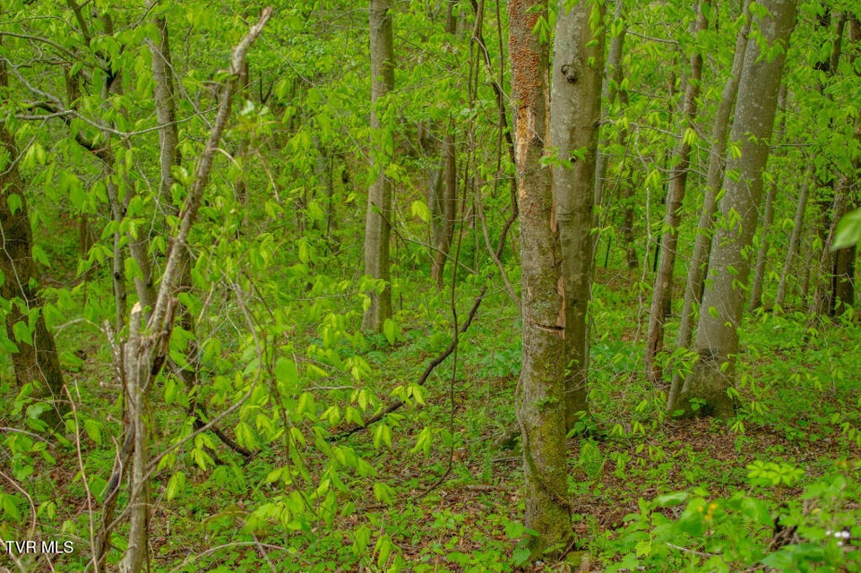 Photo #13: 0 Horse Branch Road