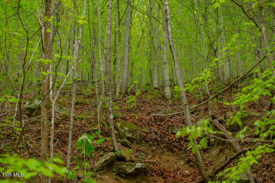 Photo #14: 0 Horse Branch Road