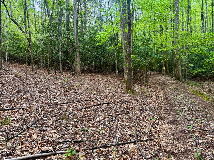 Photo #4: 57.67/Ac Tbd Powder Branch Road